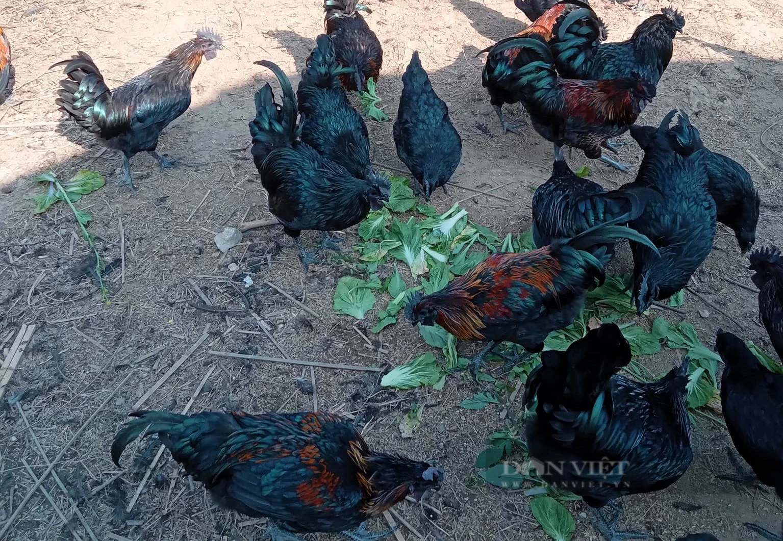 Gà Đen Bản Địa